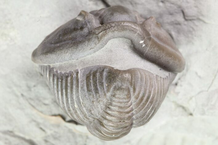 Wide, Enrolled Flexicalymene Trilobite In Shale - Ohio #80334